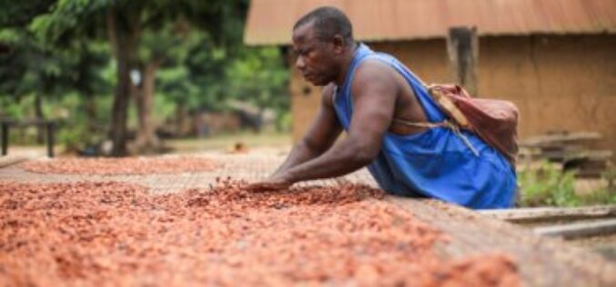 Nestlé aborda los riesgos del trabajo infantil y aumentar los ingresos de los agricultores de cacao