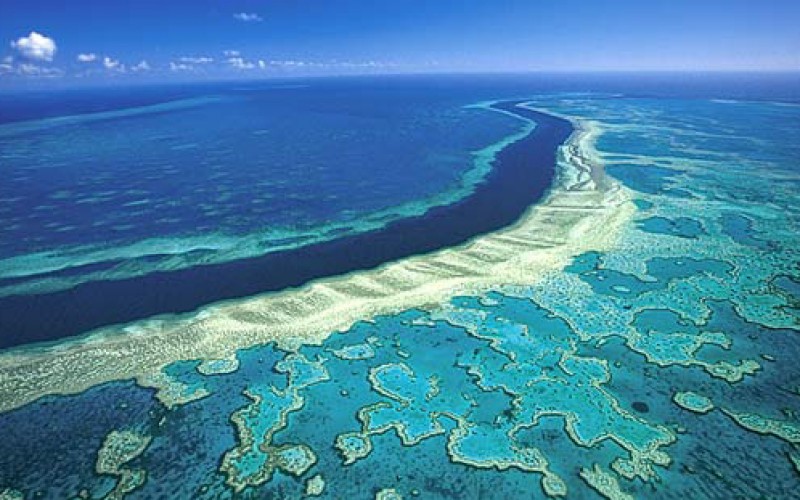 Muere el 35% del coral de la Gran Barrera de Australia