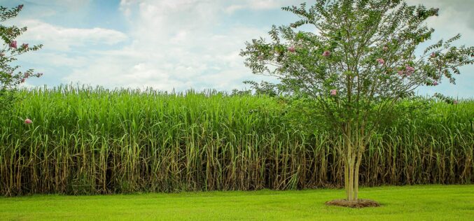 Honduras: Agroindustria azucarera es ejemplo a seguir en materia de sostenibilidad