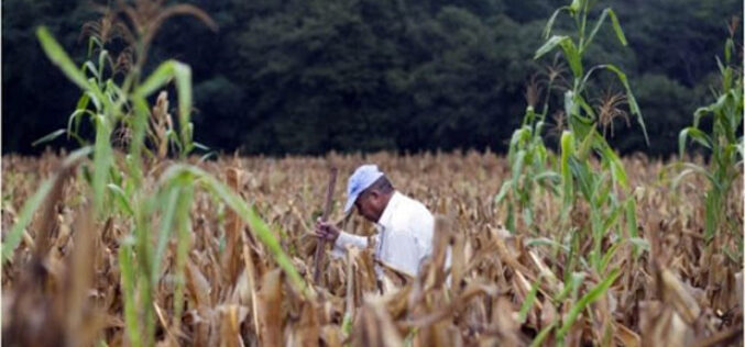 El clima y la COVID-19 hacen pasar hambre a Centroamérica