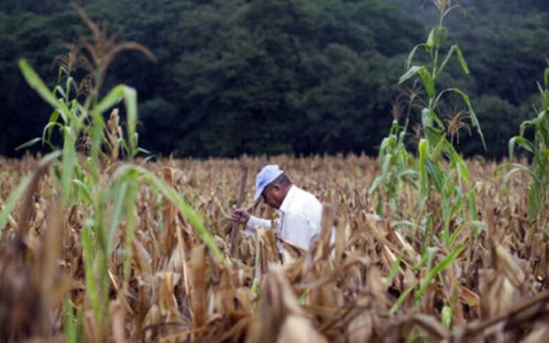 El clima y la COVID-19 hacen pasar hambre a Centroamérica