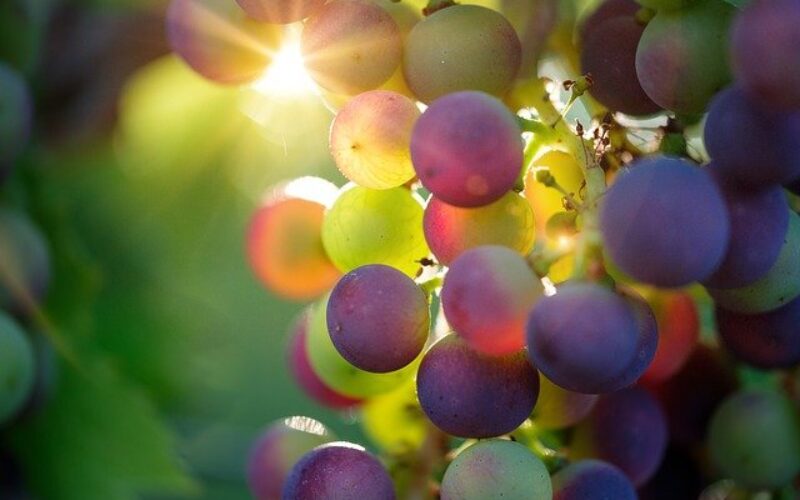 Chile: Más de 70 pymes vitivinícolas del Valle del Itata serán beneficiadas con Acuerdo de Producción Limpia