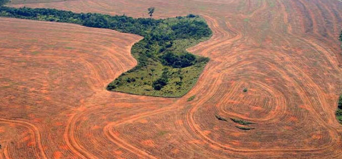 Deforestación en Perú en aumento por Proveedor de aceite de palma de Kellogg’s, Colgate y Nestlé, Informa EIA 2024