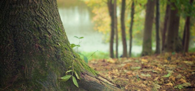 Humanos del bosque, primera mini serie documental sobre los bosques de Chile