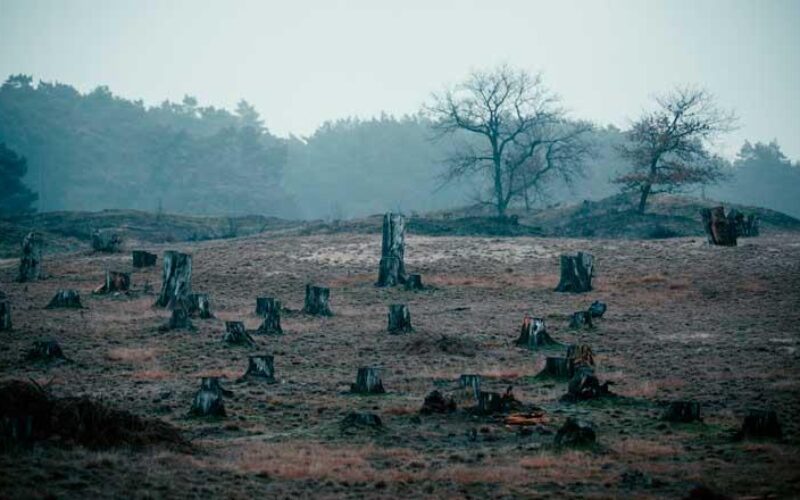 Amenazas A La Biodiversidad: Deforestación, Contaminación Y Cambio Climático