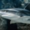 Tiburones en el golfo de México: ¿están cambiando su comportamiento debido a la emergencia climática?