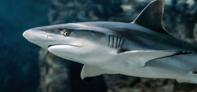 Tiburones en el golfo de México: ¿están cambiando su comportamiento debido a la emergencia climática?
