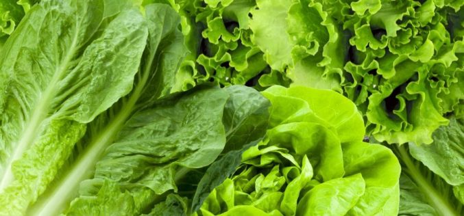 Reduce el desperdicio de alimentos: innovación biotecnológica duplica vida útil de la lechuga